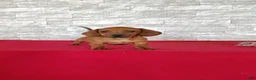 Miniature Dachshund dogs for sale: Stanley - Ad 1