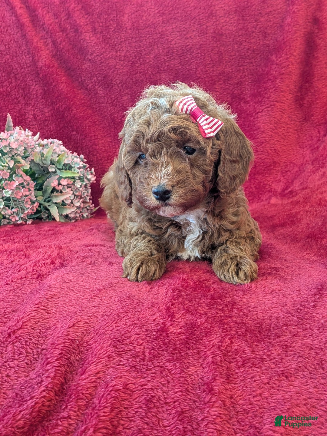 Miniature Poodle dogs for sale: Pixie  - Ad 3