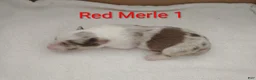 Border Collie dogs for sale: Border Collie 1 - Ad 5