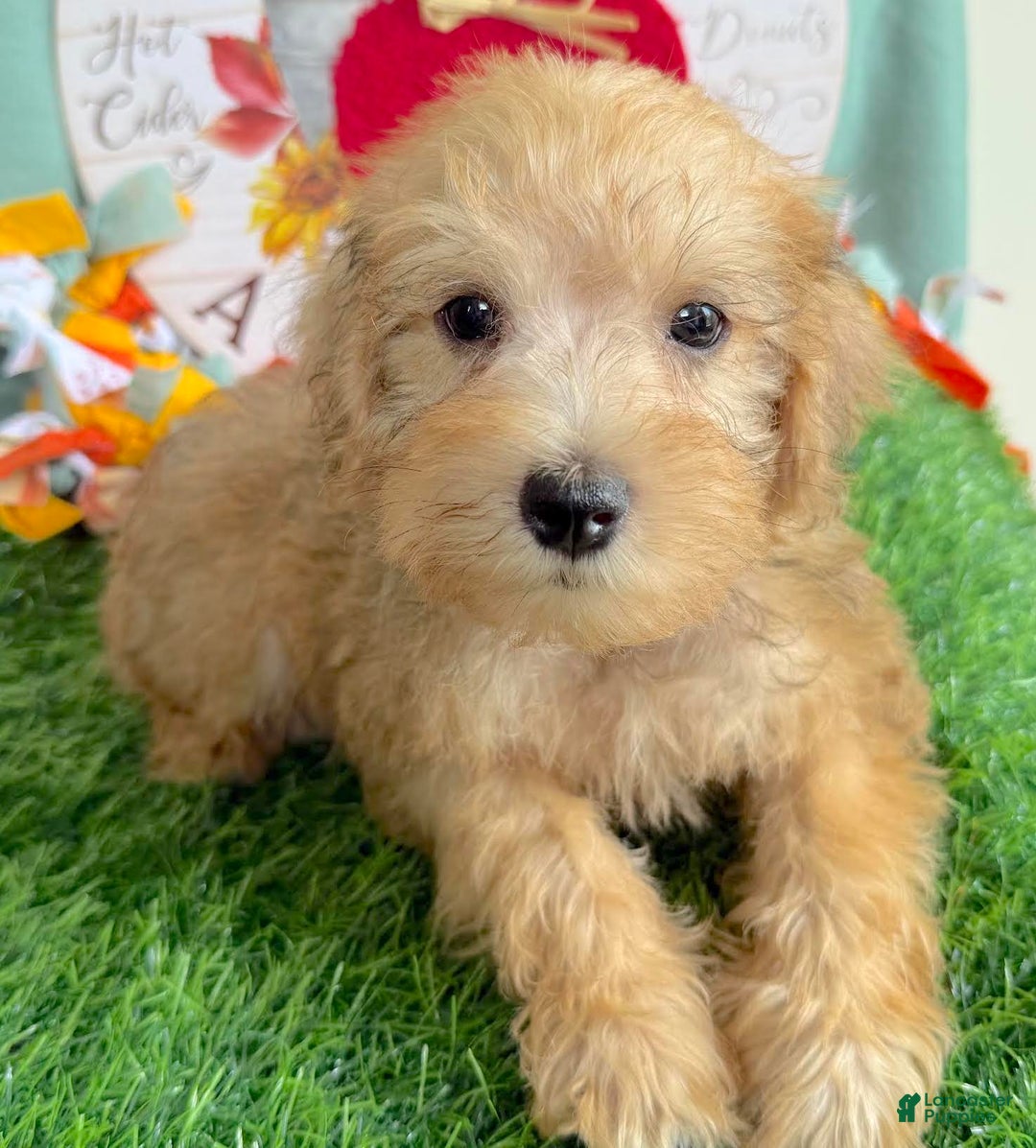 Schnoodle dogs for sale: Isaiah - Ad 8