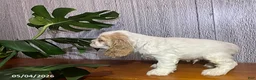 Cocker Spaniel dogs for sale: Anton - Ad 4