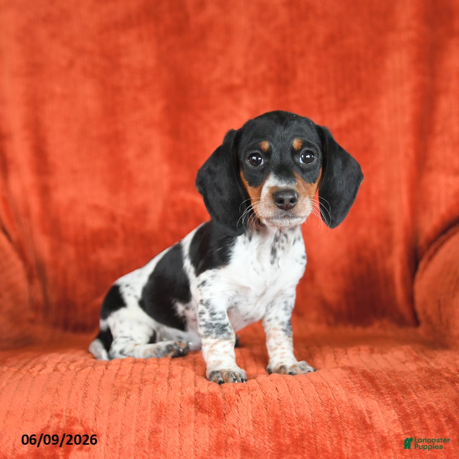 Miniature Dachshund dogs for sale: Abby - Ad 4
