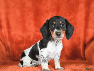 Miniature Dachshund dogs for sale: Abby - Ad 4