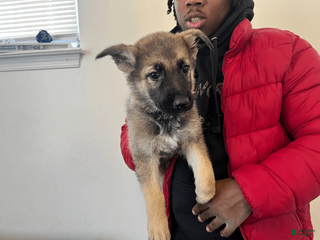 German Shepherd dogs Mana - Ad 13