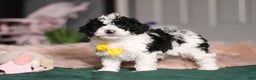 Miniature Poodle dogs for sale: Carson - Ad 2