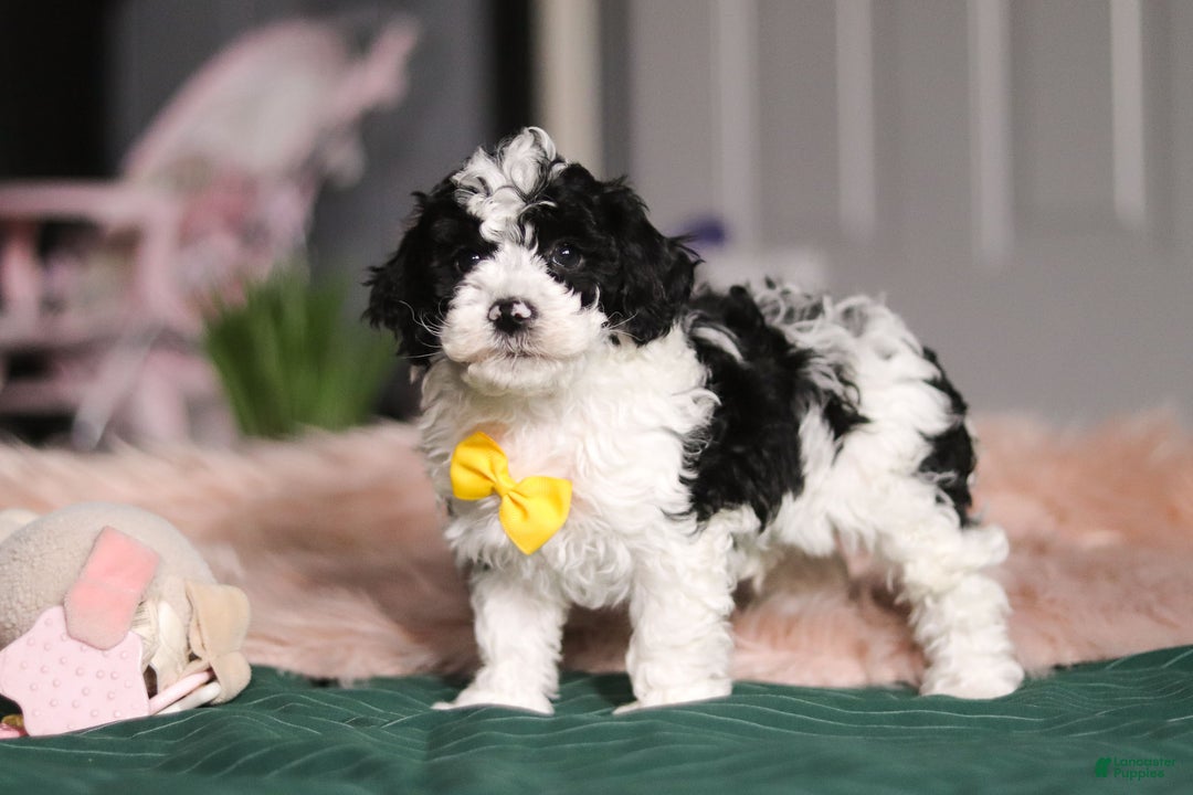 Miniature Poodle dogs for sale: Carson - Ad 2
