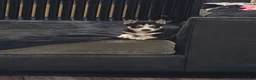 Mixed Breed dogs for sale: Mixed Breed 2 - Ad 3