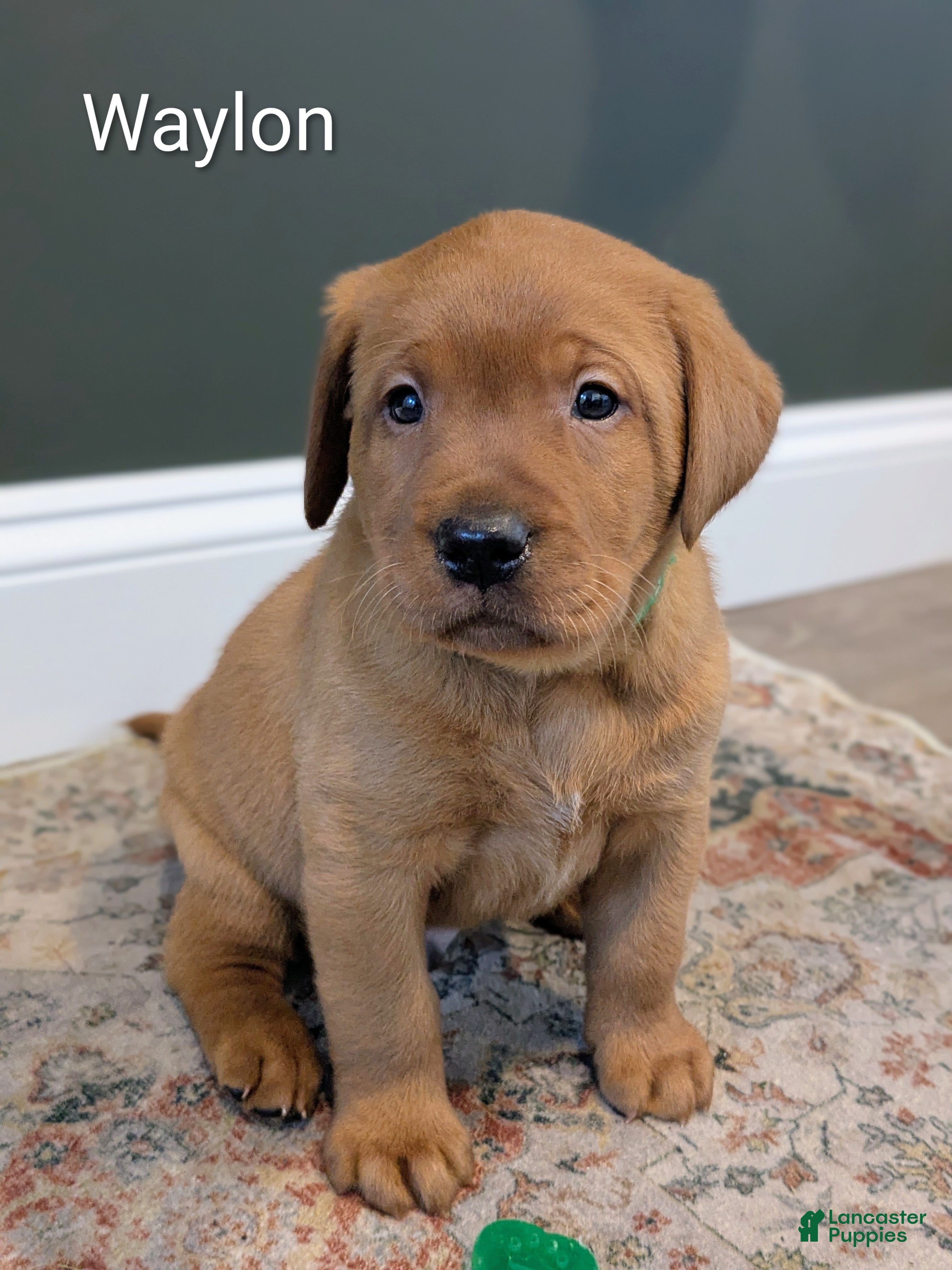 Labrador Retriever dogs Waylon - Ad 2