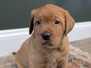 Labrador Retriever dogs Waylon - Ad 2