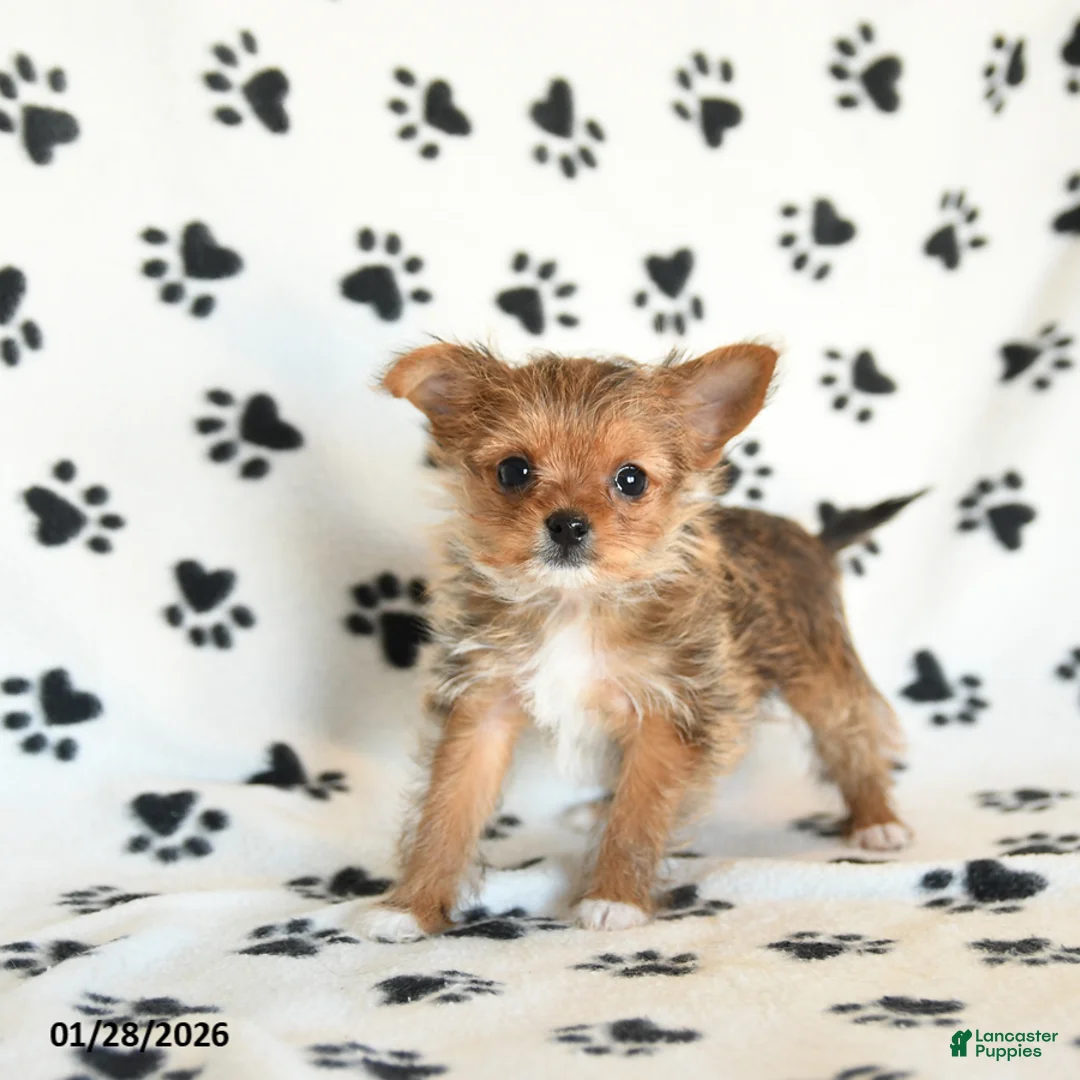 Shorkie dogs for sale: Polly - Ad 2