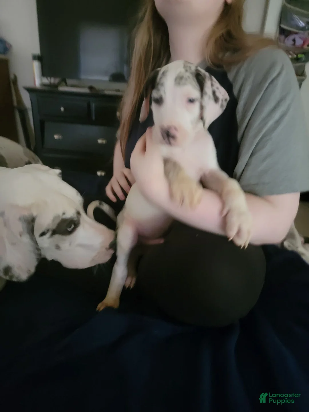 Great Dane dogs for sale: Great Dane 4 - Ad 2