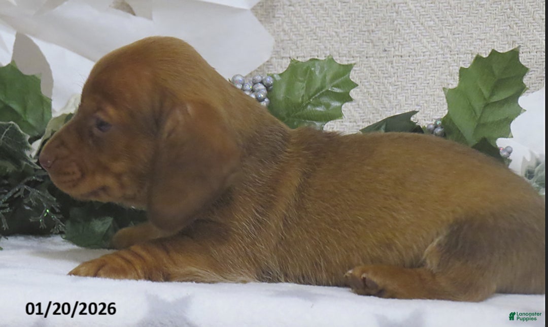 Miniature Dachshund dogs for sale: Jaxon - Ad 3