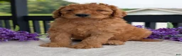 Goldendoodle dogs for sale: Archie  - Ad 15