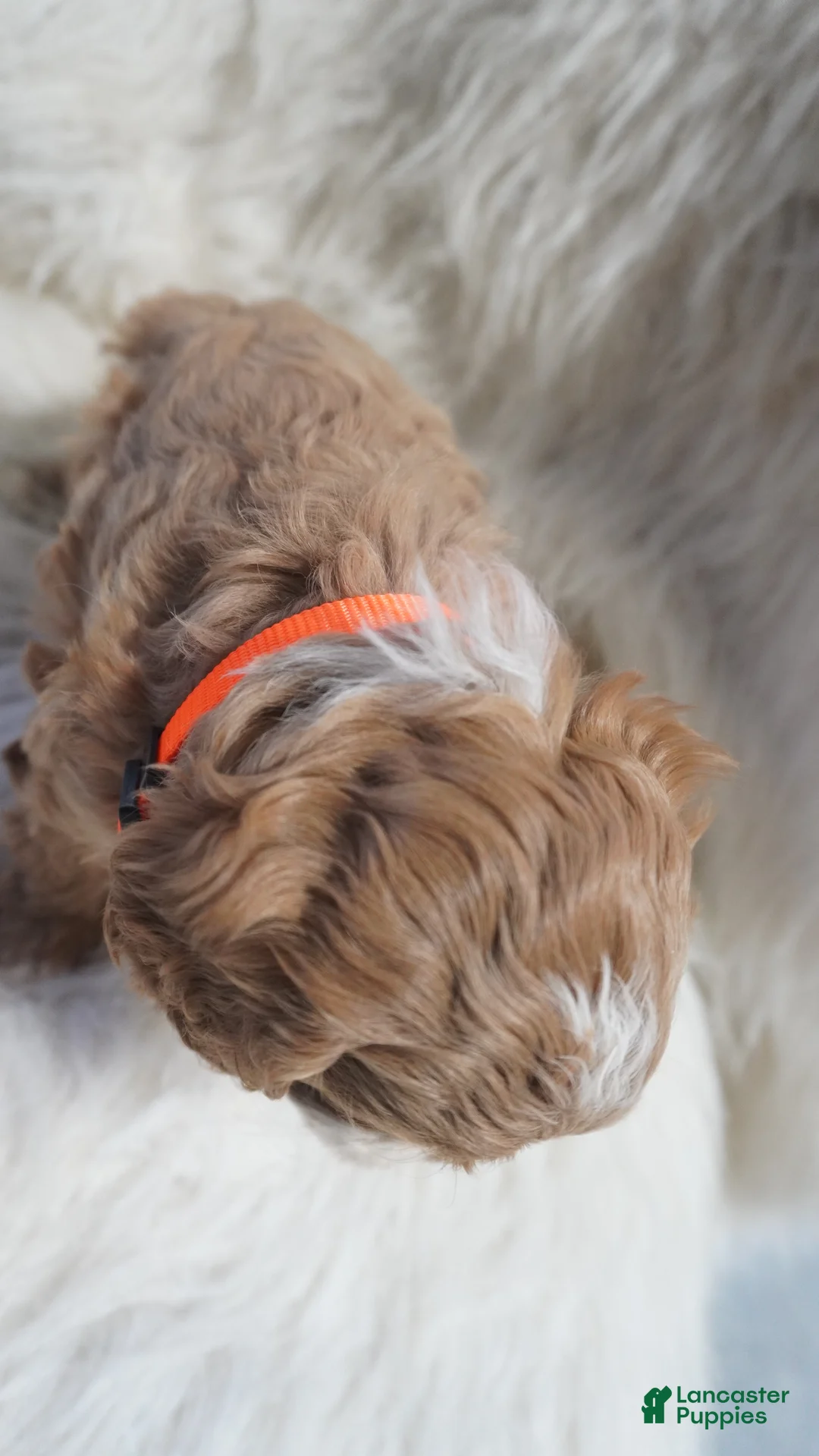 Cavapoo dogs for sale: Slider - Ad 10