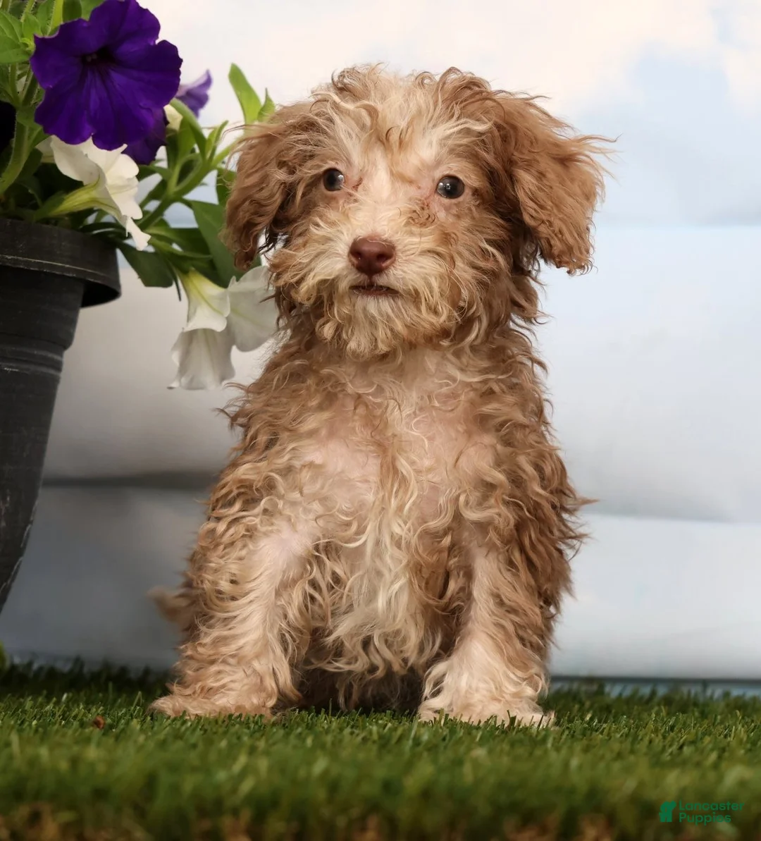 Cavapoo dogs for sale: Duke - Ad 2
