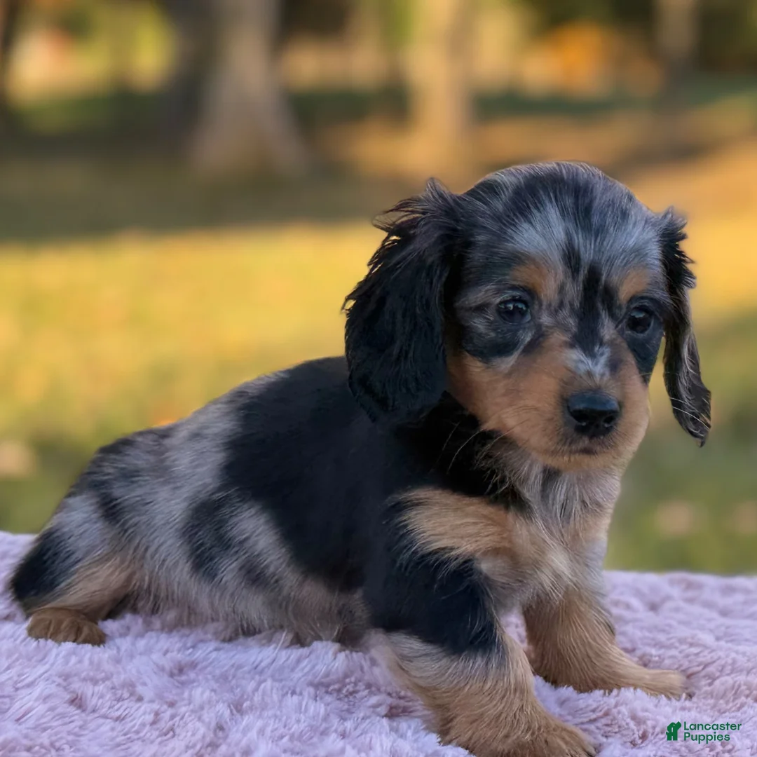 Miniature Dachshund dogs for sale: Eclipse - Ad 6