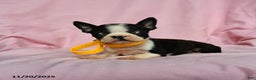 Boston Terrier dogs for sale: Tinkerbell - Ad 2