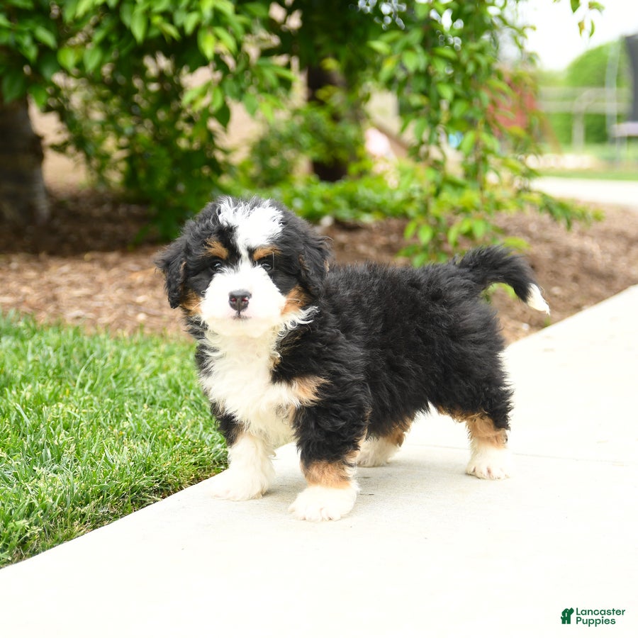 Bernedoodle dogs Gunner - Ad 2