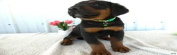 Mixed Breed dogs for sale: Mixed Breed 3 Gabe - Ad 2