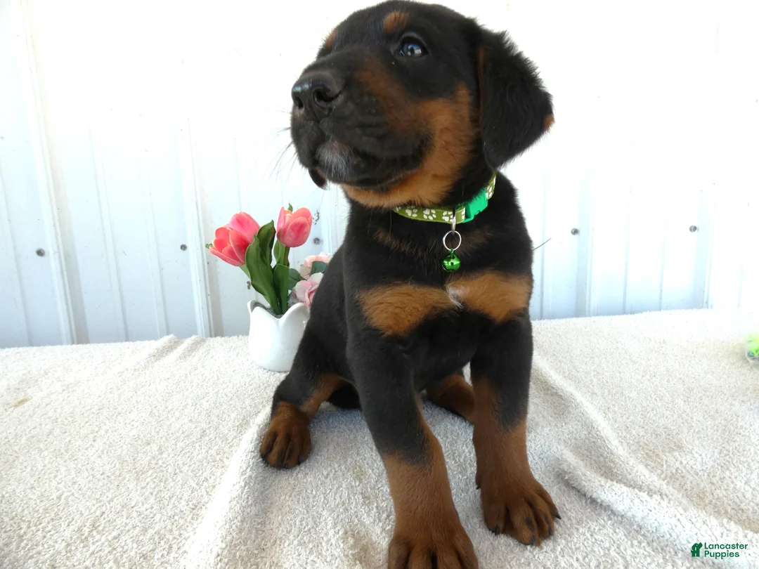 Mixed Breed dogs for sale: Mixed Breed 3 Gabe - Ad 2