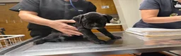 Boxer dogs for sale: Jasper AKC Euro - Ad 4