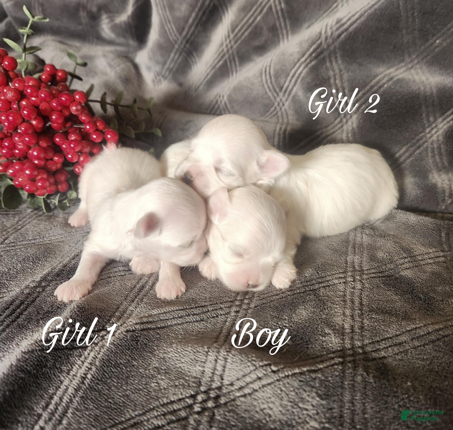 Maltese dogs Maltese 2 - Ad 1