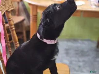 Mixed Breed dogs Puppy 8 Pink - Ad 35