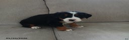 Bernese Mountain Dog dogs for sale: Claire - Ad 3