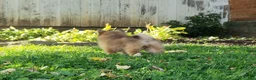 Pomeranian dogs for sale: Jewel  - Ad 8
