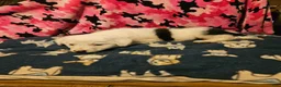 Border Collie dogs for sale: Inman BLUE EYES - Ad 10