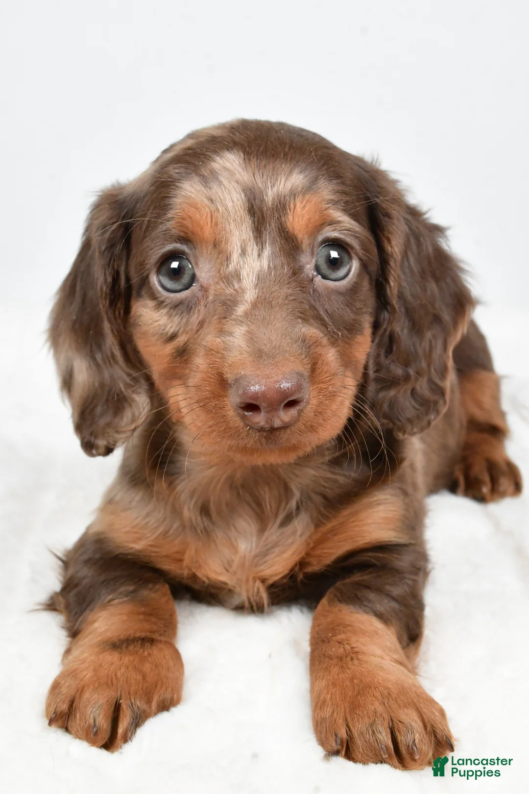 Dachshund dogs for sale: Teddy - Ad 11