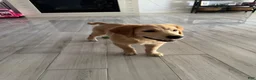 Golden Retriever dogs for sale: Golden Retriever 1 - Ad 3