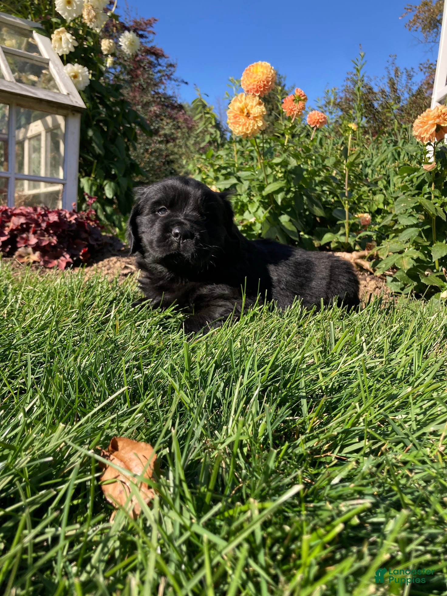 Newfoundland dogs for sale: Sophia - Ad 2