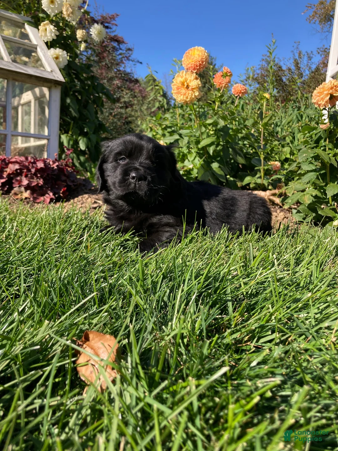 Newfoundland dogs for sale: Sophia - Ad 2