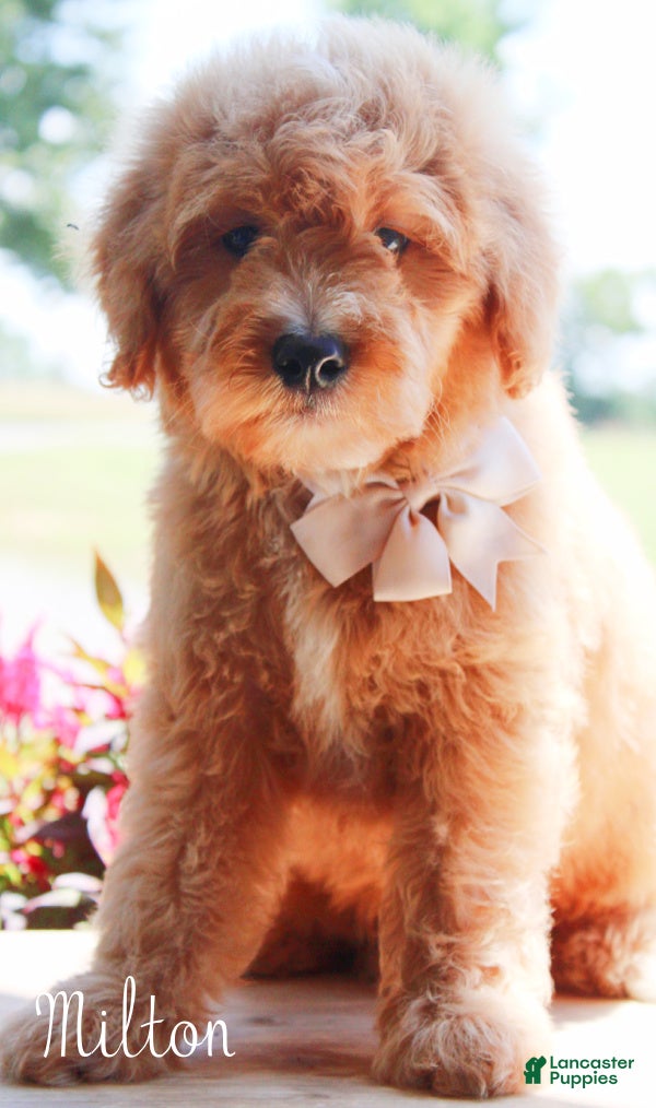 Mini Goldendoodle dogs Medium Goldendoodle Boy Milton - Ad 1