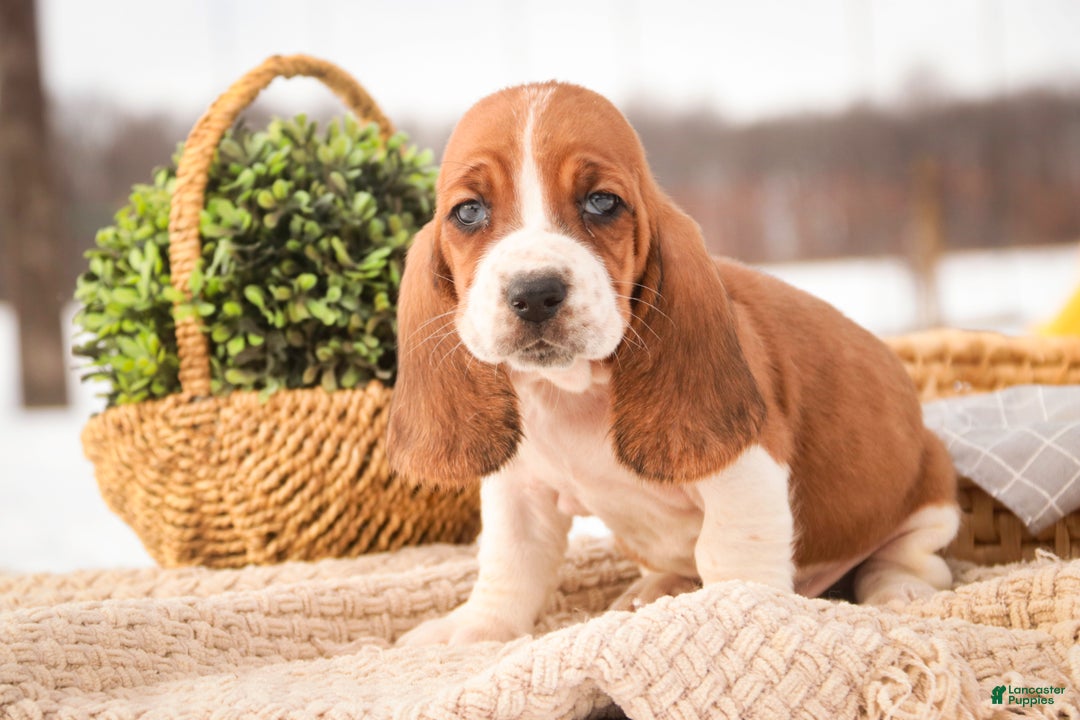 Basset Hound dogs for sale: Arturo - Ad 4