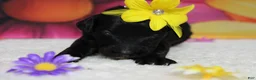 Bernedoodle dogs for sale: Nova  - Ad 6