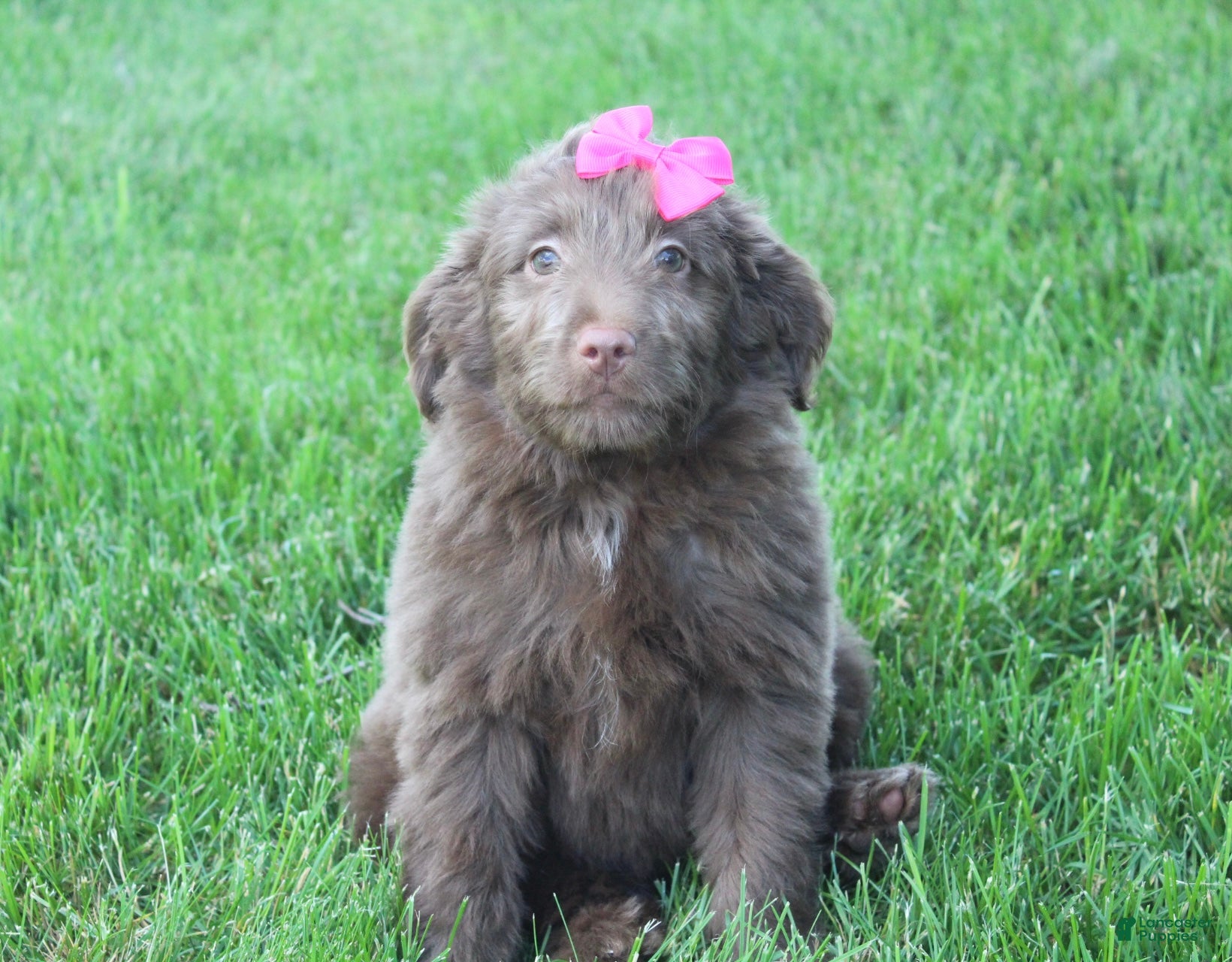 Mini Aussiedoodle dogs Cora - Ad 2