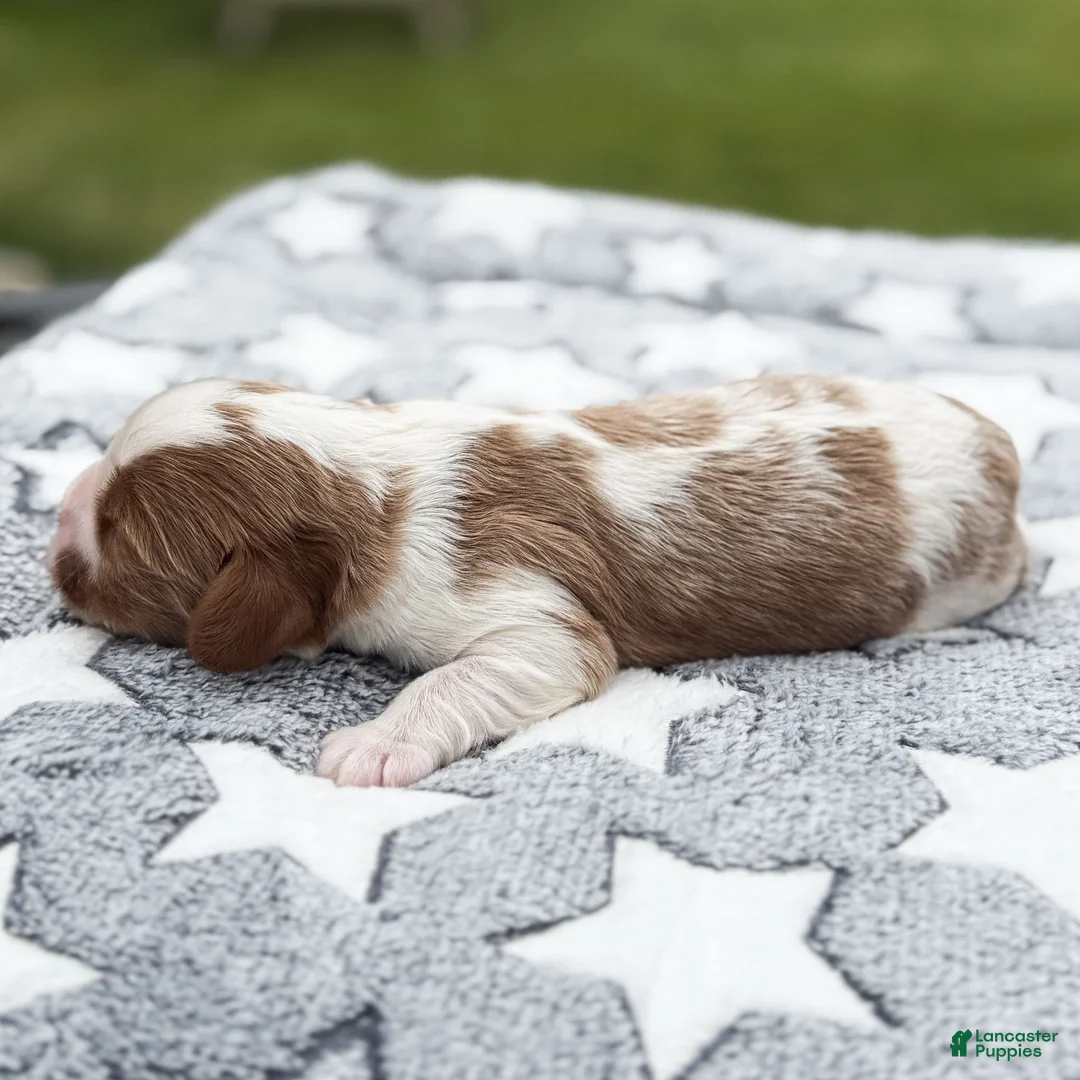 Cavalier King Charles Spaniel dogs for sale: Ranger Cavalier King Charles Spaniel  - Ad 9