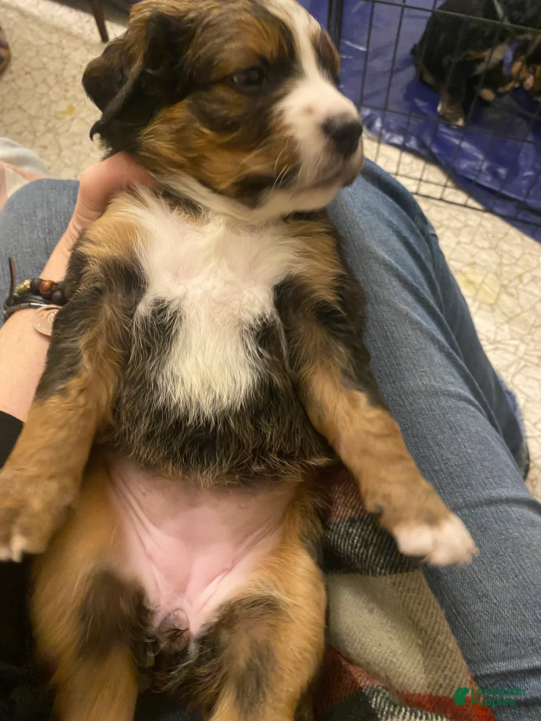 Bernedoodle dogs for sale: Bernedoodle Puppy 2 - Ad 3