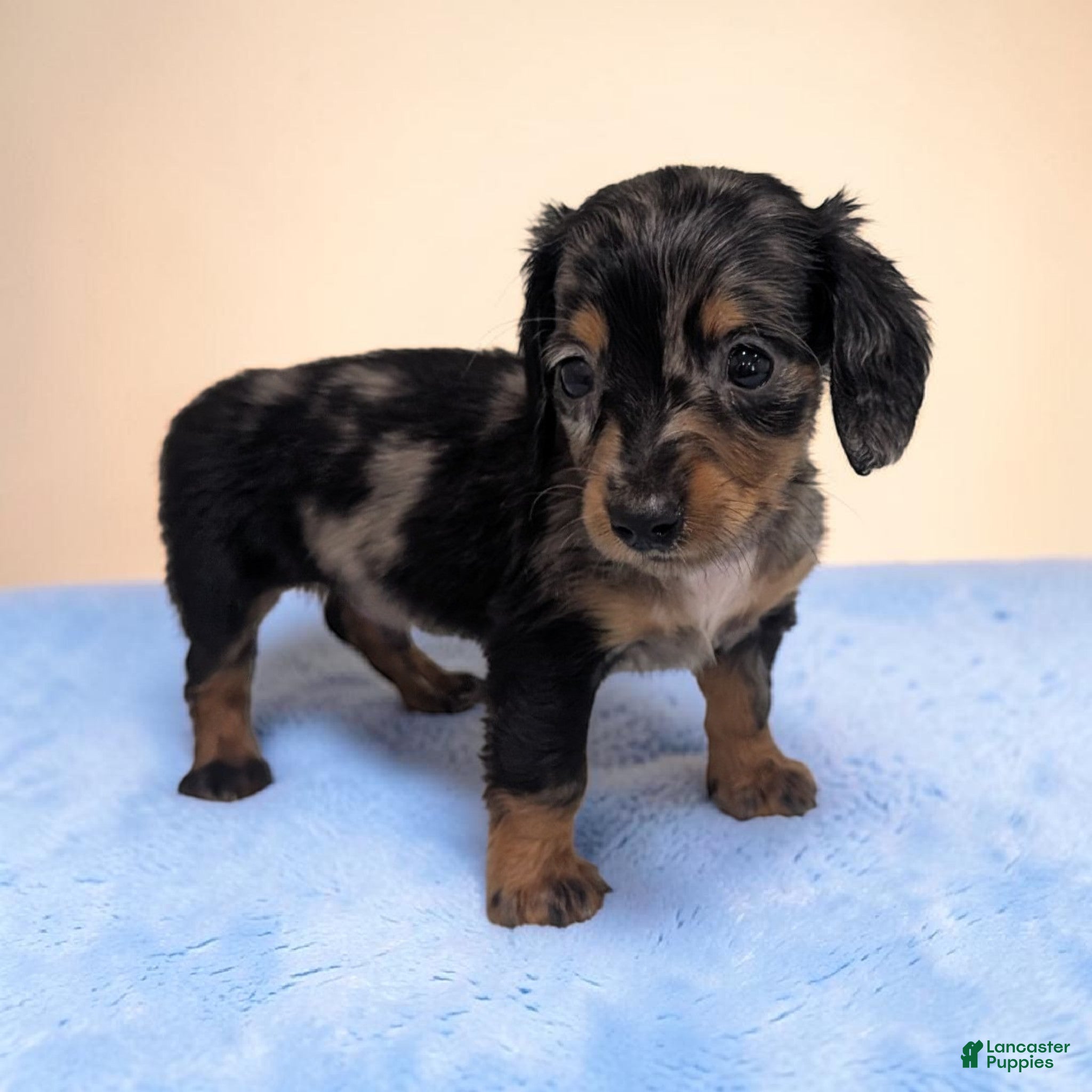 Miniature Dachshund dogs Prince - Ad 2