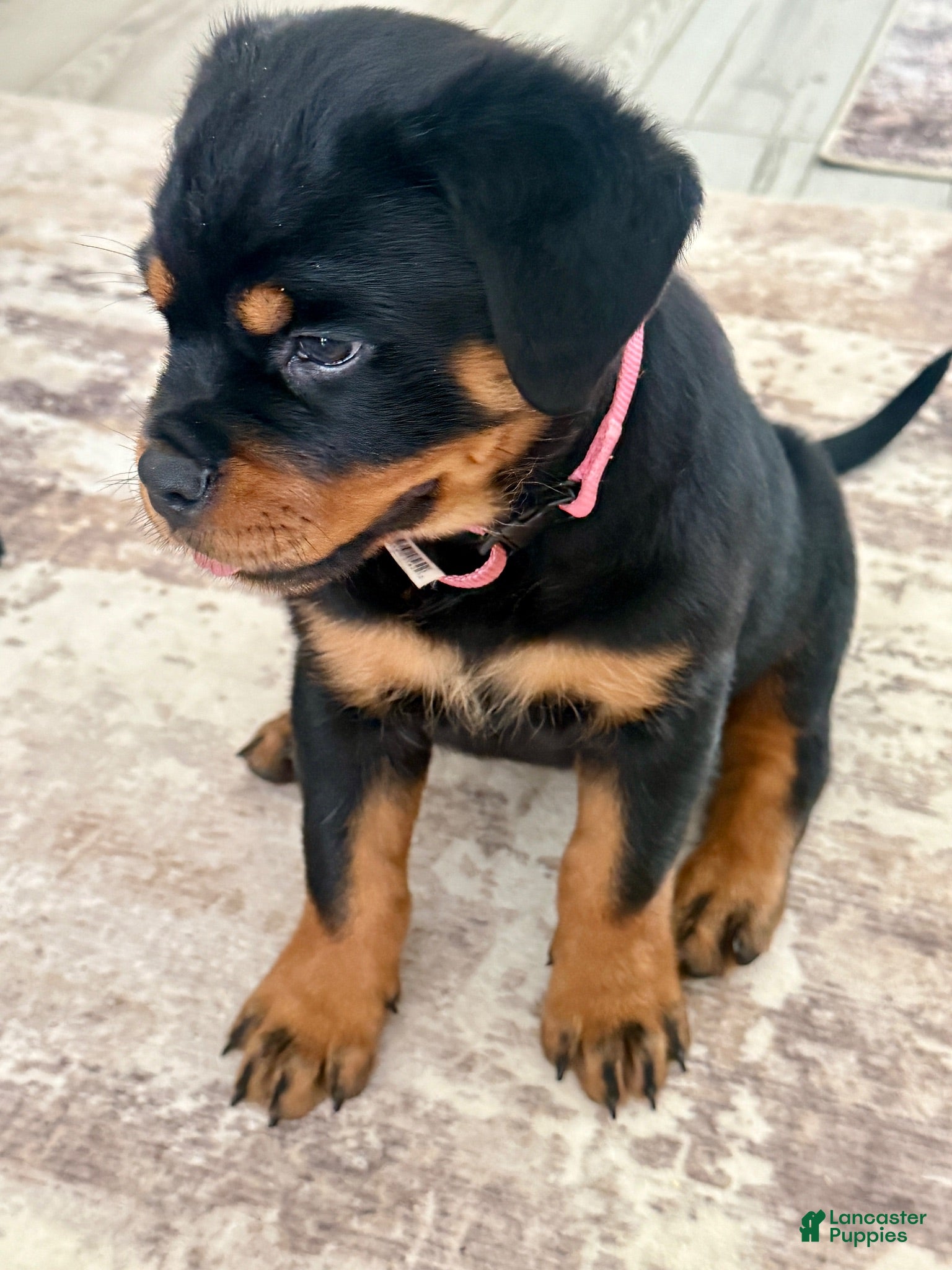 Rottweiler dogs Belize  - Ad 2