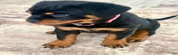 Rottweiler dogs for sale: Belize  - Ad 2