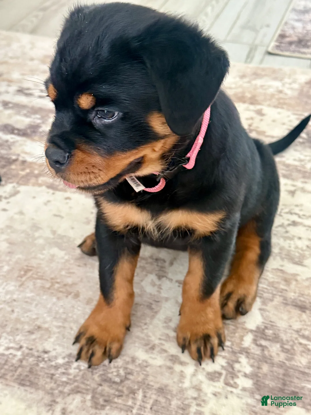 Rottweiler dogs for sale: Belize  - Ad 2