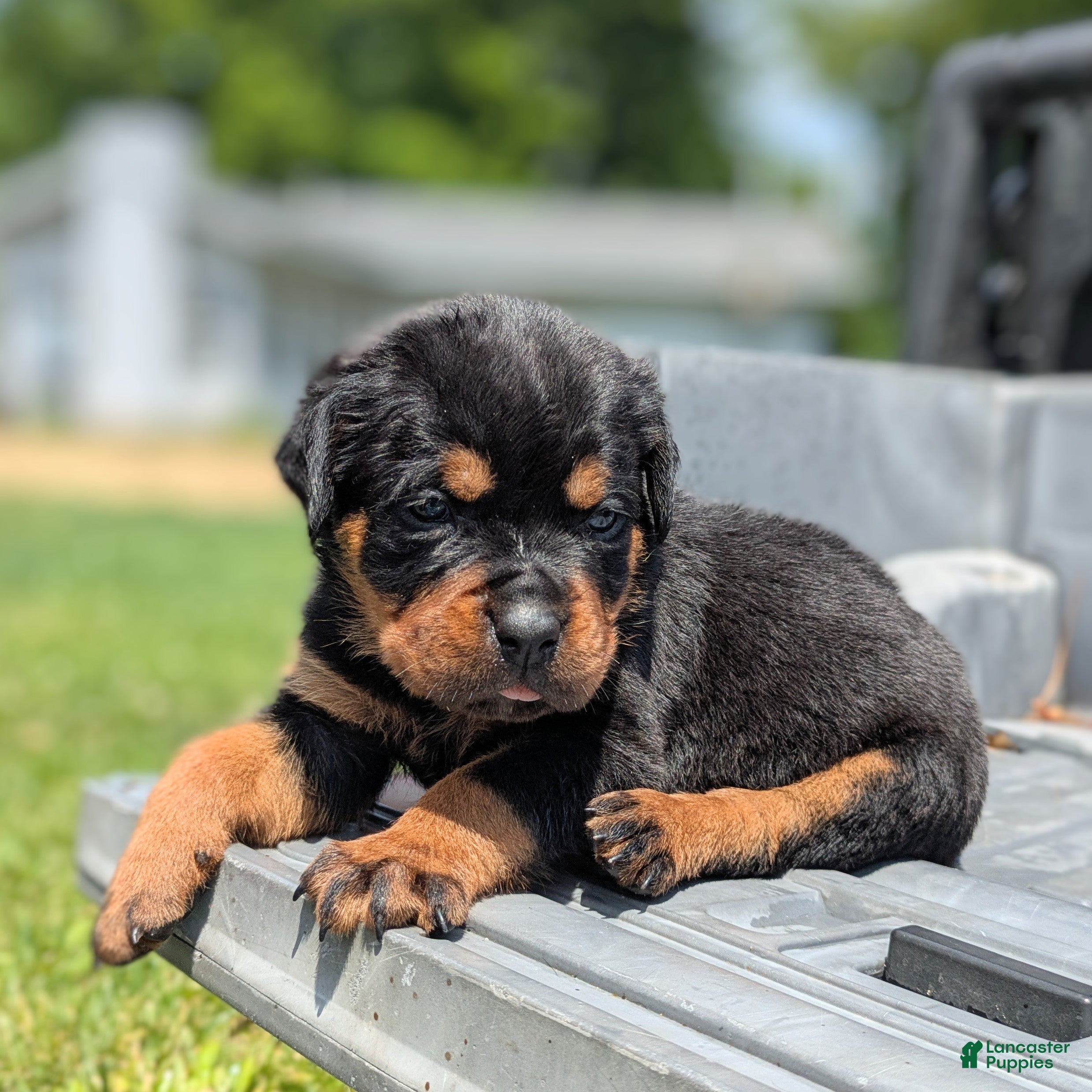 Rottweiler dogs Cobra - Ad 1