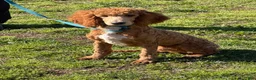Miniature Poodle dogs for sale: Astro - Ad 1