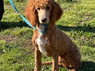 Miniature Poodle dogs Astro - Ad 2