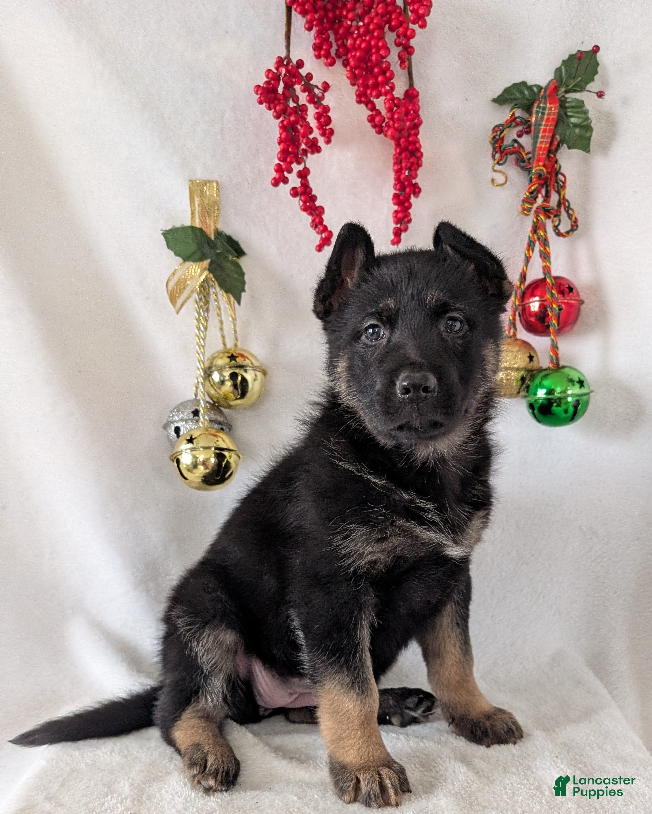 German Shepherd dogs Emmie  - Ad 26