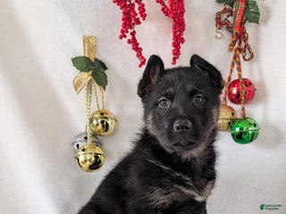 German Shepherd dogs Emmie - Ad 32