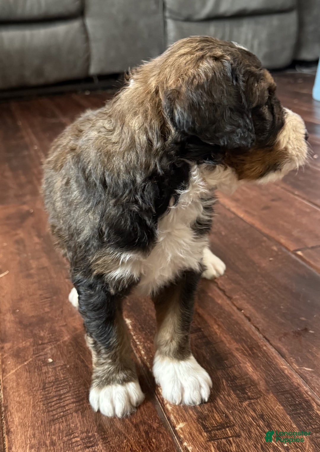 Bernedoodle dogs for sale: Cooper - Ad 5